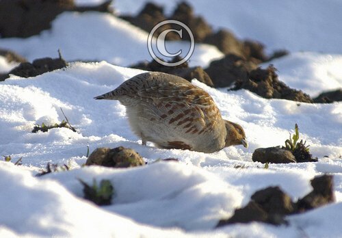 Grey Partridge DM0498